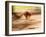 Grey Kangaroo, Australia-David Wall-Framed Premium Photographic Print