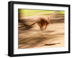 Grey Kangaroo, Australia-David Wall-Framed Premium Photographic Print