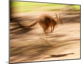 Grey Kangaroo, Australia-David Wall-Mounted Premium Photographic Print