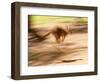 Grey Kangaroo, Australia-David Wall-Framed Photographic Print