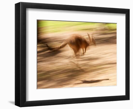 Grey Kangaroo, Australia-David Wall-Framed Photographic Print