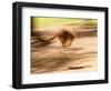 Grey Kangaroo, Australia-David Wall-Framed Photographic Print