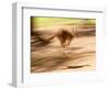 Grey Kangaroo, Australia-David Wall-Framed Photographic Print