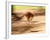 Grey Kangaroo, Australia-David Wall-Framed Photographic Print