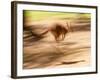 Grey Kangaroo, Australia-David Wall-Framed Photographic Print