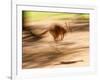 Grey Kangaroo, Australia-David Wall-Framed Photographic Print