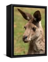 Grey Kangaroo, Australia-David Wall-Framed Stretched Canvas