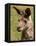 Grey Kangaroo, Australia-David Wall-Framed Stretched Canvas