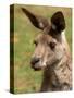 Grey Kangaroo, Australia-David Wall-Stretched Canvas