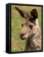 Grey Kangaroo, Australia-David Wall-Framed Stretched Canvas