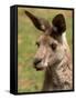 Grey Kangaroo, Australia-David Wall-Framed Stretched Canvas