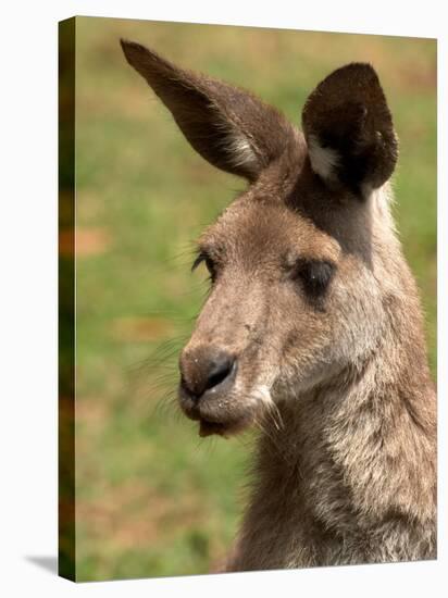 Grey Kangaroo, Australia-David Wall-Stretched Canvas