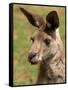 Grey Kangaroo, Australia-David Wall-Framed Stretched Canvas