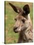 Grey Kangaroo, Australia-David Wall-Stretched Canvas