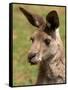 Grey Kangaroo, Australia-David Wall-Framed Stretched Canvas