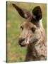 Grey Kangaroo, Australia-David Wall-Stretched Canvas