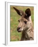 Grey Kangaroo, Australia-David Wall-Framed Premium Photographic Print