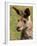 Grey Kangaroo, Australia-David Wall-Framed Premium Photographic Print