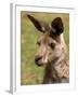 Grey Kangaroo, Australia-David Wall-Framed Premium Photographic Print