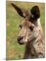Grey Kangaroo, Australia-David Wall-Mounted Premium Photographic Print