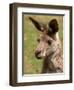 Grey Kangaroo, Australia-David Wall-Framed Photographic Print