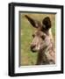 Grey Kangaroo, Australia-David Wall-Framed Photographic Print