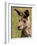 Grey Kangaroo, Australia-David Wall-Framed Photographic Print