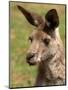 Grey Kangaroo, Australia-David Wall-Mounted Photographic Print