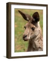 Grey Kangaroo, Australia-David Wall-Framed Photographic Print