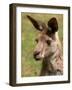 Grey Kangaroo, Australia-David Wall-Framed Photographic Print