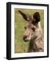 Grey Kangaroo, Australia-David Wall-Framed Photographic Print