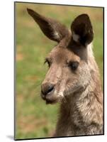 Grey Kangaroo, Australia-David Wall-Mounted Photographic Print