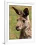 Grey Kangaroo, Australia-David Wall-Framed Photographic Print