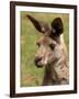 Grey Kangaroo, Australia-David Wall-Framed Photographic Print