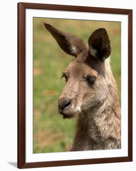 Grey Kangaroo, Australia-David Wall-Framed Photographic Print