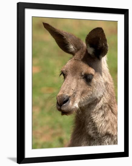 Grey Kangaroo, Australia-David Wall-Framed Photographic Print