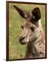 Grey Kangaroo, Australia-David Wall-Framed Photographic Print