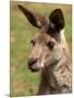 Grey Kangaroo, Australia-David Wall-Mounted Photographic Print