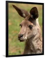 Grey Kangaroo, Australia-David Wall-Framed Photographic Print