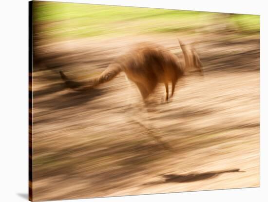 Grey Kangaroo, Australia-David Wall-Stretched Canvas