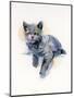 Grey Kitten, 2017-John Keeling-Mounted Giclee Print