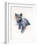 Grey Kitten, 2017-John Keeling-Framed Giclee Print