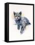 Grey Kitten, 2017-John Keeling-Framed Stretched Canvas