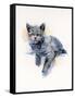 Grey Kitten, 2017-John Keeling-Framed Stretched Canvas