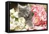 Grey Kitten Amongst Flowers-null-Framed Stretched Canvas