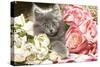 Grey Kitten Amongst Flowers-null-Stretched Canvas