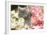 Grey Kitten Amongst Flowers-null-Framed Photographic Print