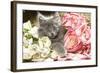 Grey Kitten Amongst Flowers-null-Framed Photographic Print