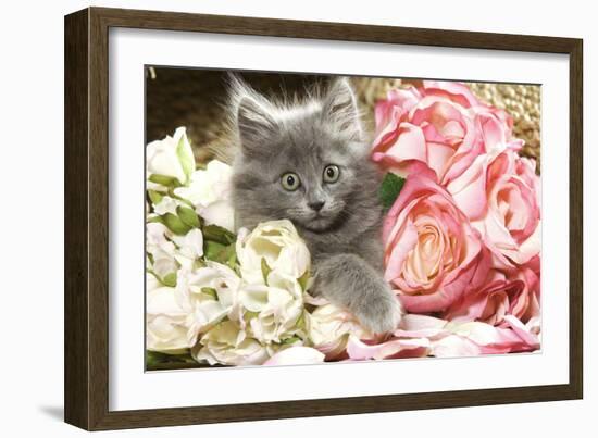 Grey Kitten Amongst Flowers-null-Framed Photographic Print