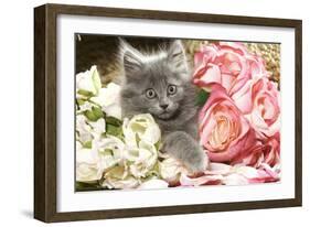 Grey Kitten Amongst Flowers-null-Framed Photographic Print